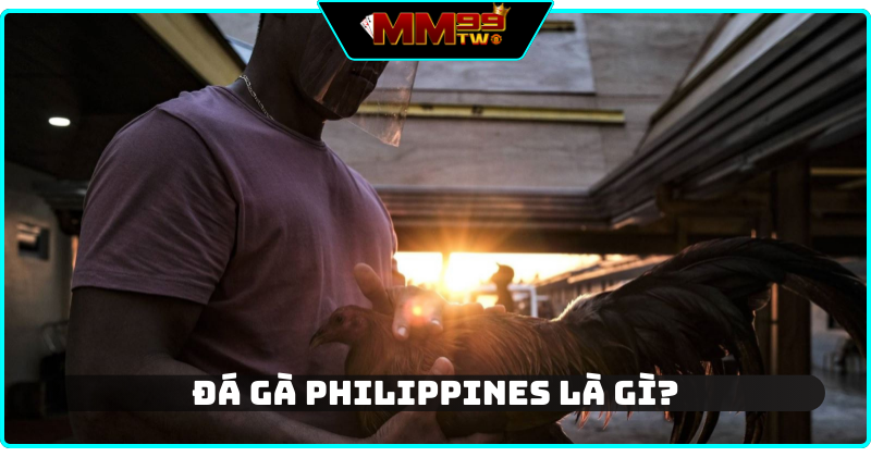 Đá gà Philippines là gì? Các chơi ra sao?