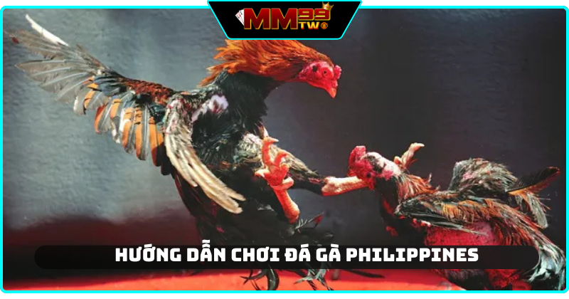Hướng dẫn chơi đá gà cho người mới chi tiết