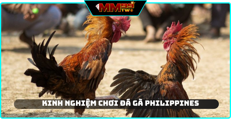 Chia sẻ kinh nghiệm chơi đá gà của cao thủ